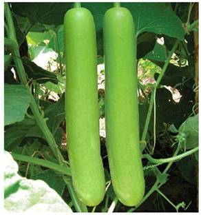 VibeX Pusa Summer Prolific Long (PSPL) Bottle gourd-(100 Gms, 500 Seeds) Seed