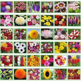 BISWAS 25 Variety Of Flower Seeds Combo Pack Seed