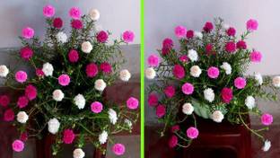 wequality Time flower plant at home mix colour variety flower/4 O clock FLOWER PLANT Seed