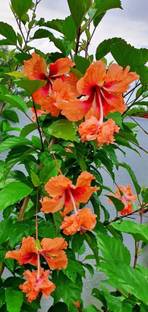 the green dotcom Hibiscus Plant Seed
