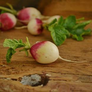 Qualtivate XXX-2A Read Head Radish Seeds Seed