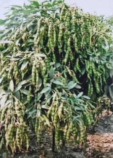 ARHAR 1kg Seed ,tuar seeds, red gram seeds highest yield Verity Seed