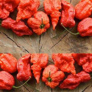 Qualtivate ® Organic Carolina Reaper Pepper Chilli Seed