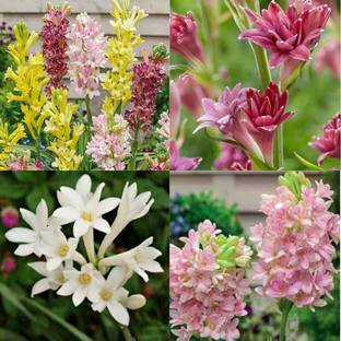 ibains Tube rose rajanigandha flower plant seeds beej 11 Seed