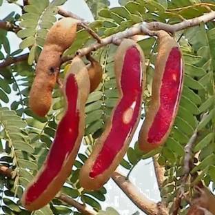 Aywal Sweet Tamarind Meethi Imli (Thailand Tamarind) Seed