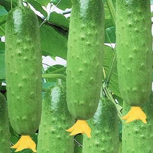 Cloud Farm Cucumber Seed