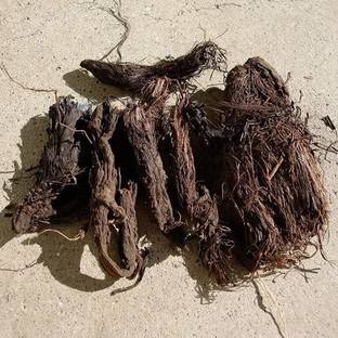 Farmhook Jatamansi Root - Balchad - Jatamasi Jadd - Jatila - Nardostachys Jatamansi Pure Seed