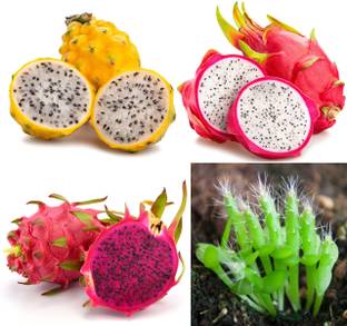 BDSresolve Mix Dragon fruit seeds/Dragon fruit seed 22 Seed