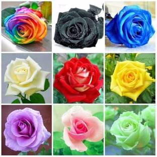 CRGO ROSE , GULAAB Seed