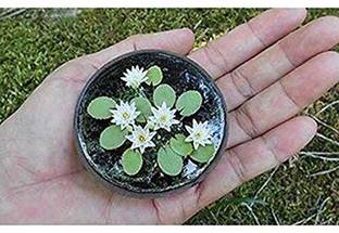 DIVINE ™AS-Garden Miniature Lotus Aquatic Water Lily Plants Seeds - Pack of 10-LL-19 Seed