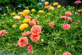 BSARKAR Colourful mix variety hybrid double variety portulica flower seed Seed