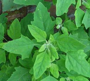 Aywal Bathua Saag(बथुआ साग) Vegetable Seed