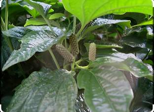 SHYAM All Season Spicy Home Garden Outdoor Live Indian Desi Chui Jaal Tree Plant Seed