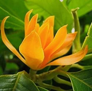 SHYAM Swarna Champa Flawer "Tree Plant Seed