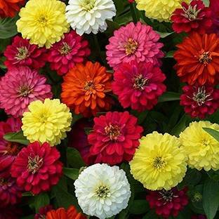 Lorvox Hybrid Zinnia Flowers Mixed Colour Seed