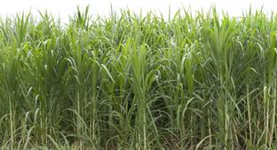 abiswas Sorghum Hybrid Sudan Grass For Cow, Buffalo, Goat, Sheep & Pig Seed
