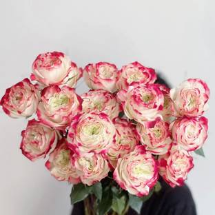 WILLVINE Rose “Apple Jack“ Cut Rose Seed