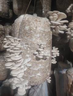 Arko Oyster Mushroom Spawn/Seeds for Indoor Home Gardening 200gm Mushroom Seed