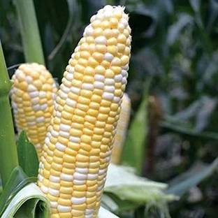 VibeX LX-81 - Corn American Dream Hybrid - (250 Seeds) Seed