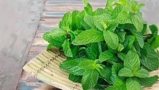 MAA Mint, Pudina, Mentha Seed
