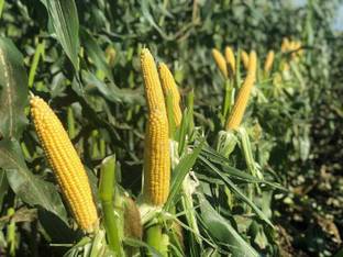 usdeepar retrail Neo Seed HYBRID 250 Pk Makka Seed