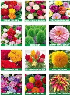 abiswas Summer Season 10 Variety Of Flower 5000+ Seeds Combo Pack Seed