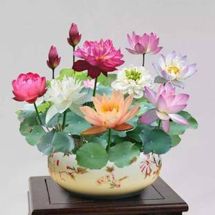 usdeepar retail lotus/water lily flower /bonsai Lotus /ponds Seeds Seed (15 per packet) Seed