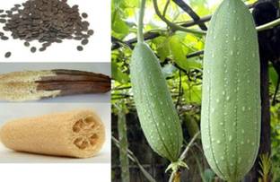 CYBEXIS Loofah Gourd Sponge Annual Plant Luffa Melon200 Seeds Seed
