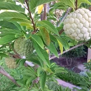 Aro Custard Apple, sitafal, sitaphal Seed