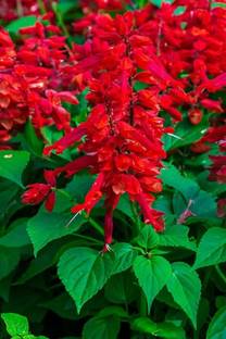 VINSEE Red Salvia Seed
