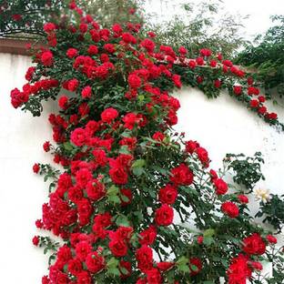 CYBEXIS XLR-91 - Climbing Rose Red Bush Vine - (900 Seeds) Seed