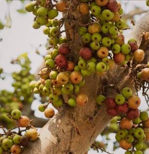 SHYAM Anjeer Fig Fruit Plan Seed