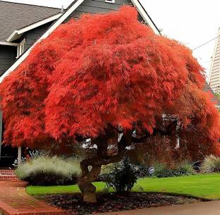 Earth Hopper 50+ SEEDS-Japanese Maple Tree Seeds For Sowing Home Garden Seeds-Bonsai Suitable Seed