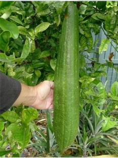 UGRA LUFFA Gourd (Sponge Gourd) Seed