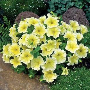 CYBEXIS Petunia 'Limoncello' F1 Seeds Seed
