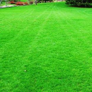 ibains Green grass seeds Seed