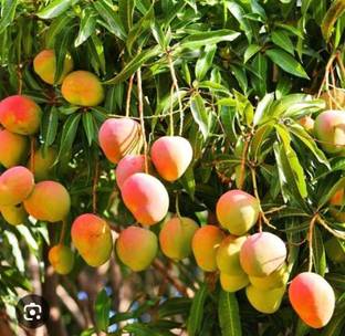 Kottukonam mango seed Kottukonam mango seed Seed