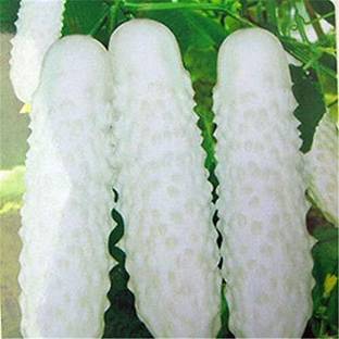 Qualtivate XXX-8A Long Chinese Cucumber White Seed