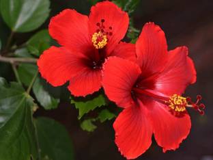 CYBEXIS Hibiscus(China Rose) Mixed Color(200 Seeds) Seed