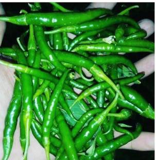 greenfarm NXC- Chilli Seeds / Mirchi Seeds/ Organic, 450 X Seeds , edf170 Seed