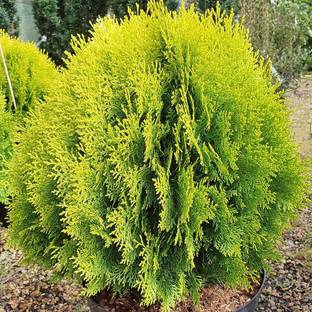 Kapebonavista Thuja Orientalis Morpankhi Live Plant Seed