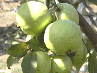 M-Tech Gardens Rare Hybrid Guava " VNR Bihi " Exotic 40 Seed