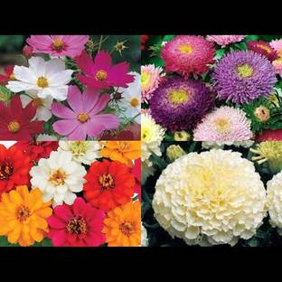 ibains Multiple flower seeds combo of 100 Seed
