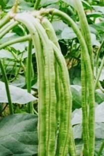 AloGardening Snake Bean Seed