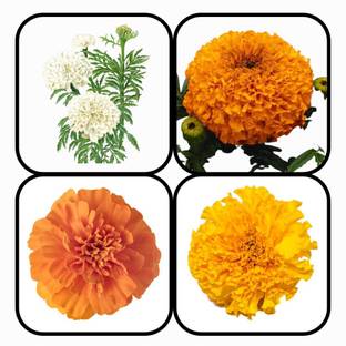 CYBEXIS Combo Of 4 Types MARIGOLD FLOWER Seeds Seed