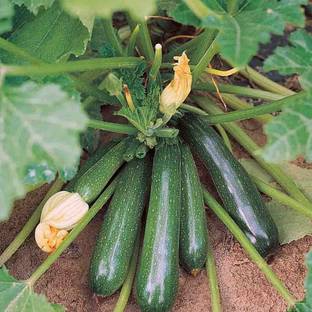 CYBEXIS Vegetable Squash Green(हरी जुकिनी) seeds For Home & Gardening Winter(100 Seeds) Seed