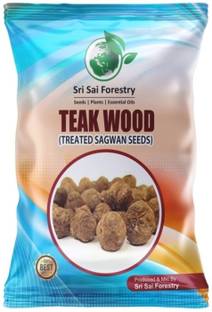 SRI SAI FORESTRY Burma Teak Wood Seeds,Treated Teakwood ,Sagwan Tree Seed