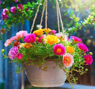AA ENTERPRISES Portulaca Seed