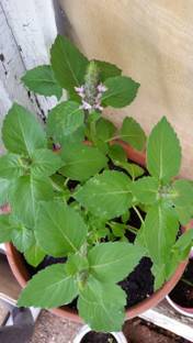 SUNWAN TULSI (HOLY BASIL) Rama Tulsi /रामा तुलसी Plant Seed