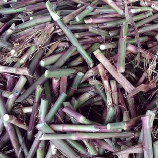 PLANTORISH Super Napier Live Multicut High Germination Grass Stick Seed